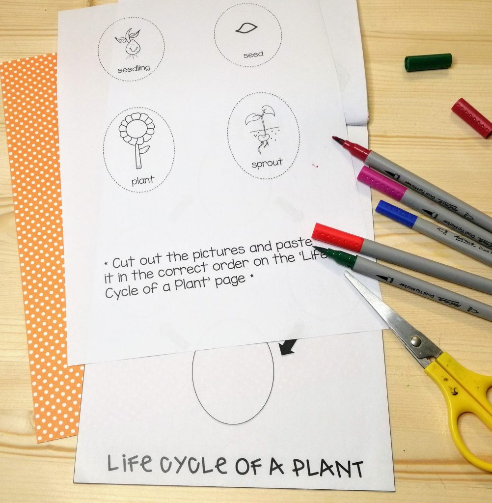 Life-Cycle of a plant cut-and-paste